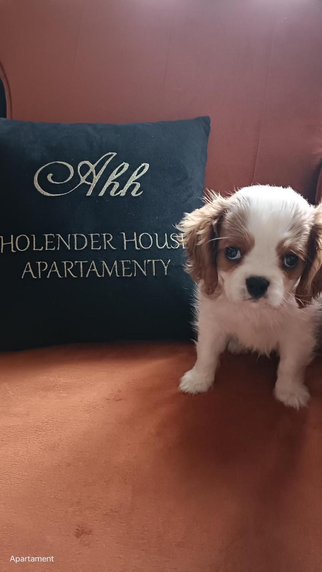 Duże Apartamenty Holender House 6 plaż w zasięgu plus jezioro Choczewo Buitenkant foto